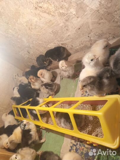 Цыплята от домашних кур несушек