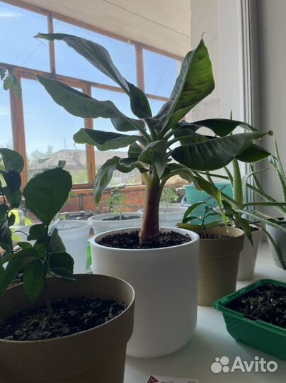 Карликовый банан укоренившийся