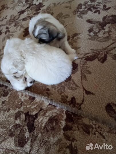 Щенки пекинеса