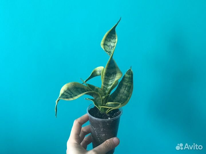 Сансевиерия (разные сорта)