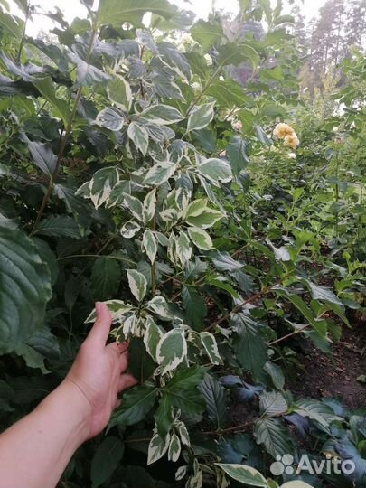 Дёрен пестролистный