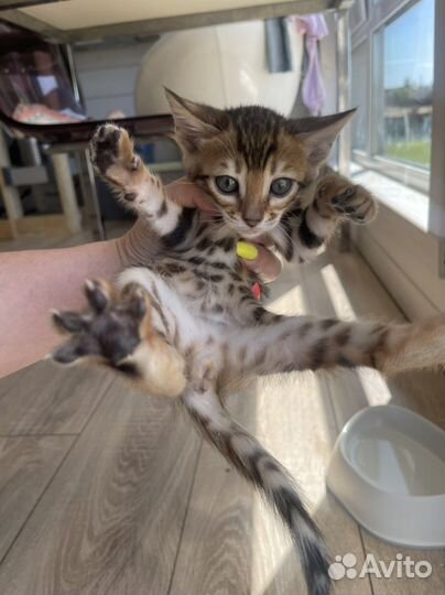 Бенгалы котята питомник Lucky ben