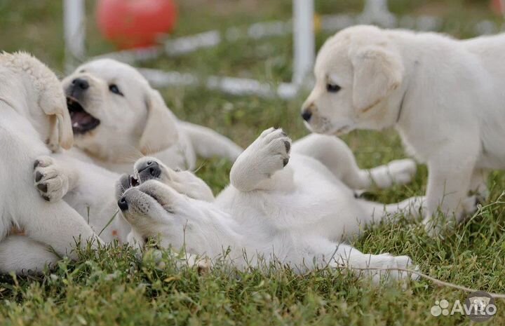 Лабрадор щенки