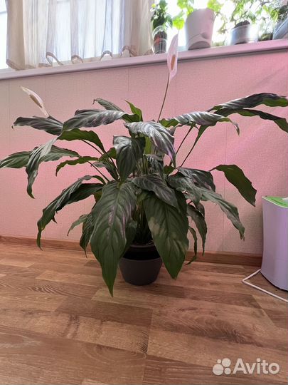 Спатифиллум Алана взрослый