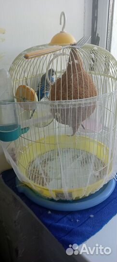 Попугаи с клеткой