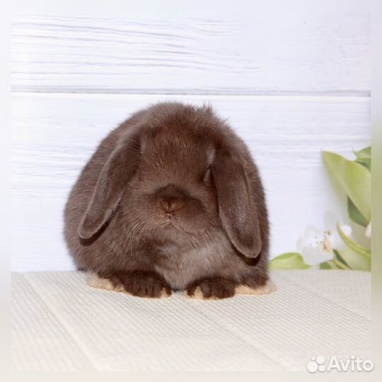 Минилоп шоколадный самец