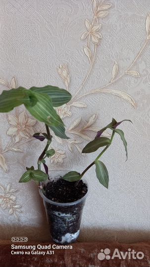 Традесканции сортовые