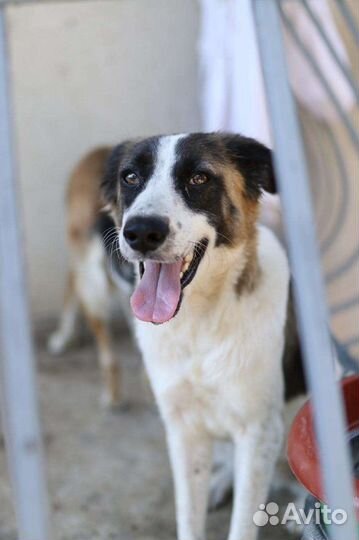 Девочка(метис австралийской овчарки) в добрые руки