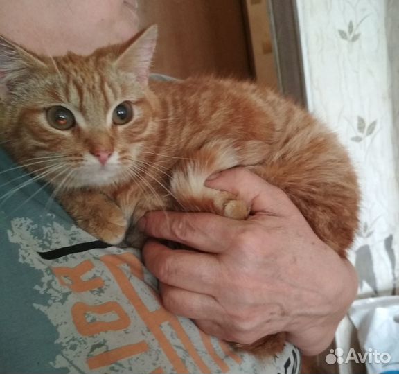 Алиса ищет дом