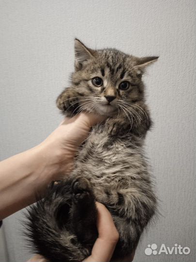 Котик из многодетной семьи