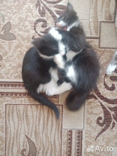 Котята в добрые руки бесплатно