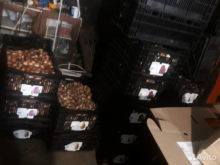 Луковицы тюльпанов