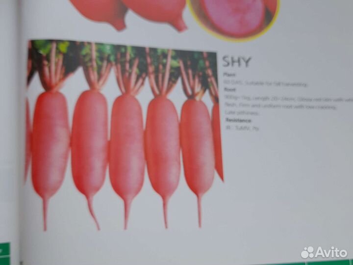 Дайкон(семена) - Эйс Спринг, Чилиндро