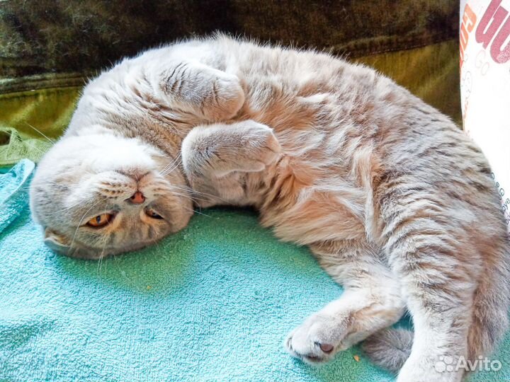 Передержка кошек