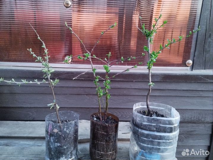 Плодовые кустарники, виноград