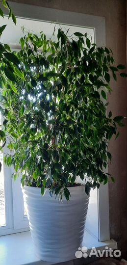 Фикусы бенджамина