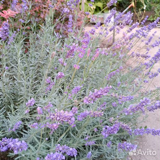 Лаванда. Семена