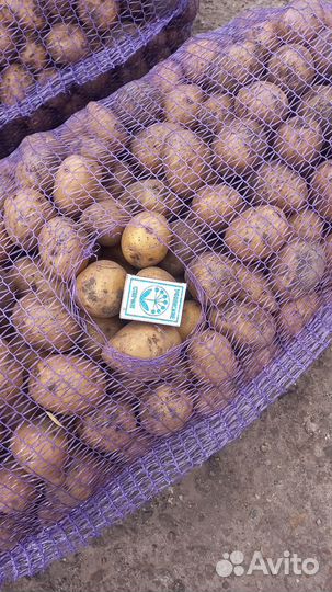 Бюджетным картофель сорт гала