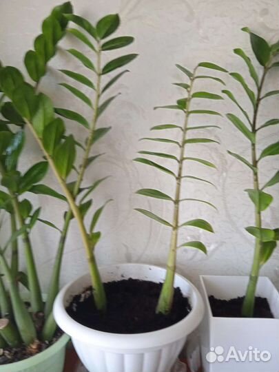 Замиокулькас