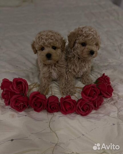 Мальтипу микро и мини тедди корея и китай