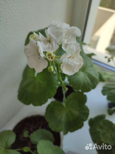 Пеларгония герань фиалка Берёзка Каланхоэ