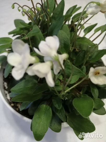 Мини фиалочки