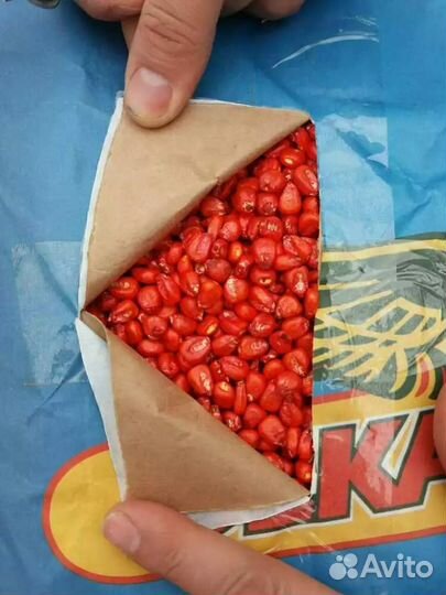 Семена кукурузы Bayer дкс 3169