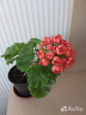 Герань тюльпановидная