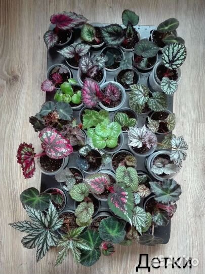 Бегонии декоративнолиственные