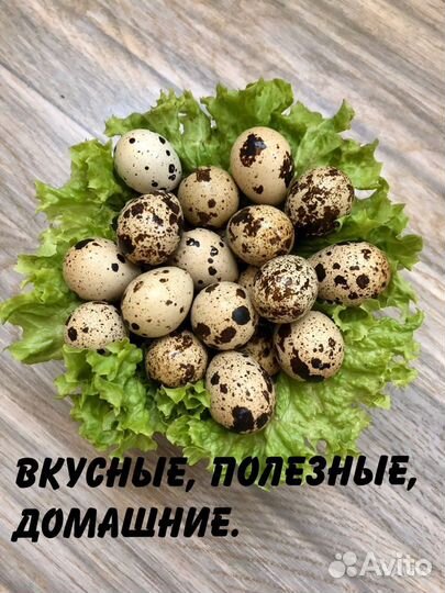 Яйца перепелиные домашние