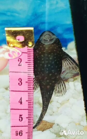 Сомики анциструсы