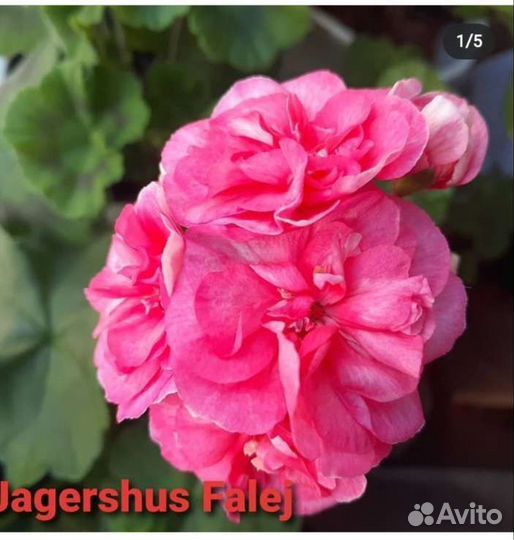 Пеларгонии сортовые