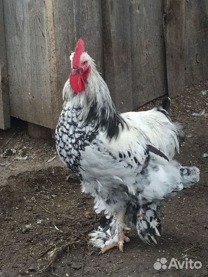 Петух Брама