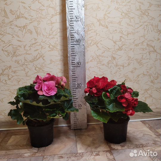 Бегония розовая