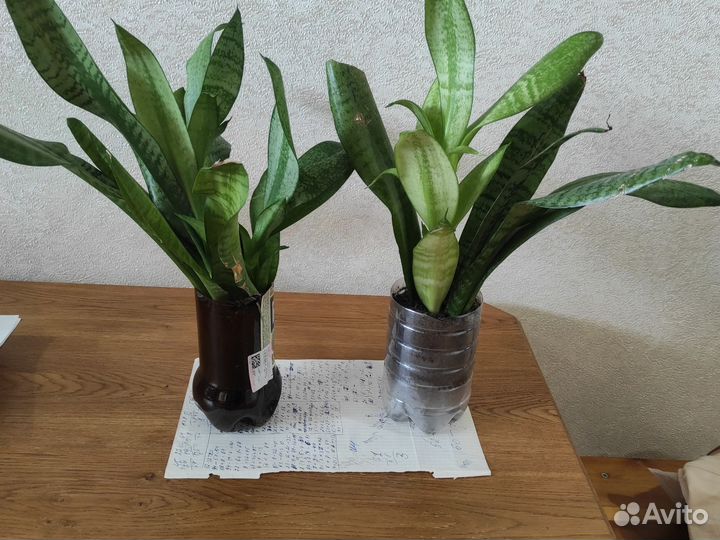 Сансевиерия