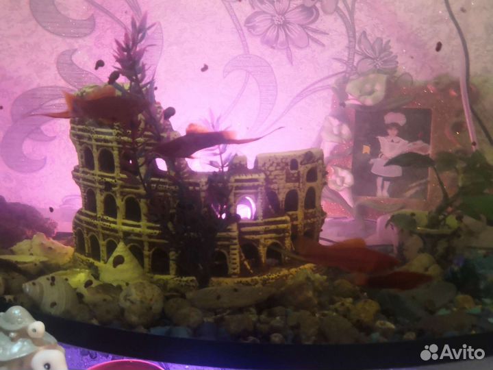 Аквариумные рыбки сомики и меченосцы