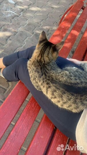 Котик в добрые руки
