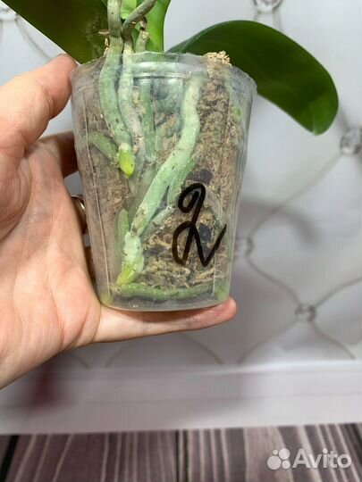 Sky Lantern орхидея