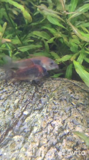 Аквариумные рыбки