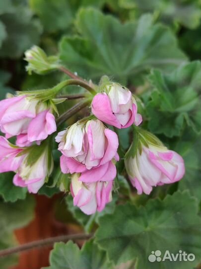 Пеларгония Мерлезон-2