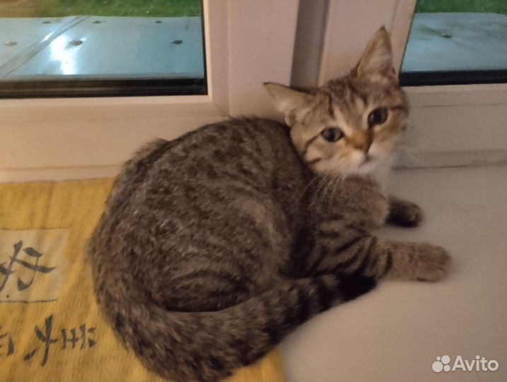 Британские котята