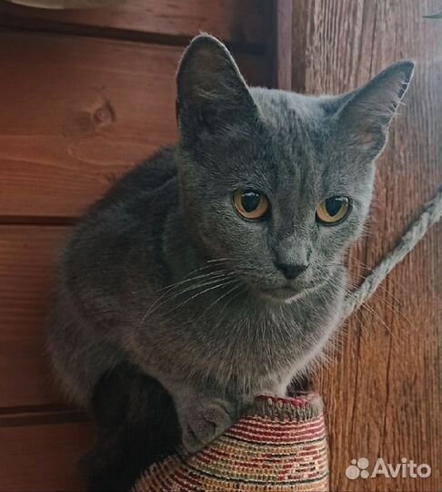 Кошечка Шелли преданная