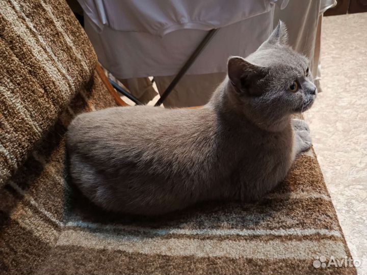 Кошка вязка