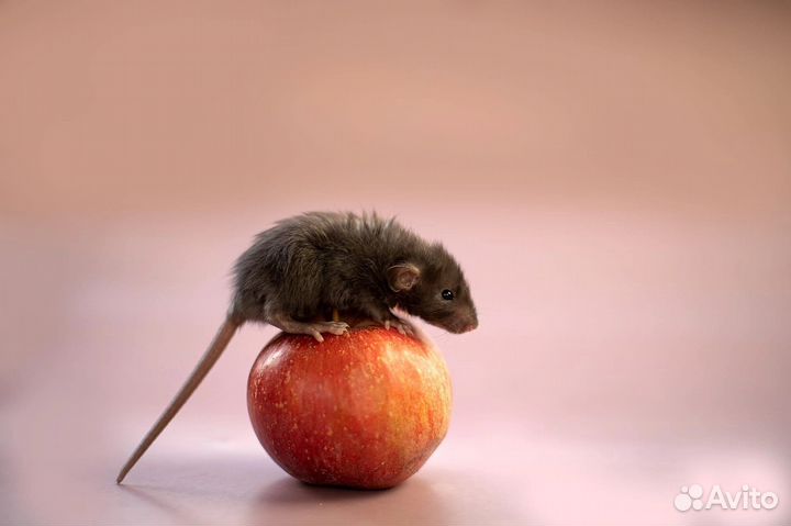 Крыса лонг крысята