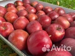 Сборка яблок вахта