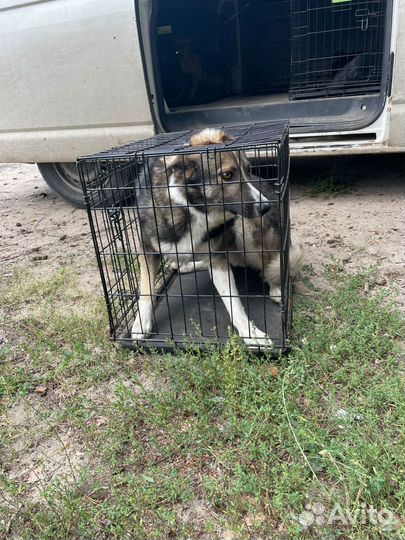 Найдена собака