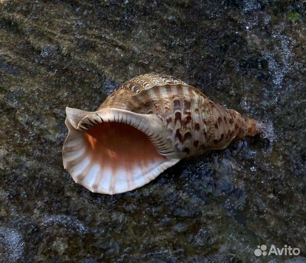 Раковина Харония Тритонис (Charonia tritonis)