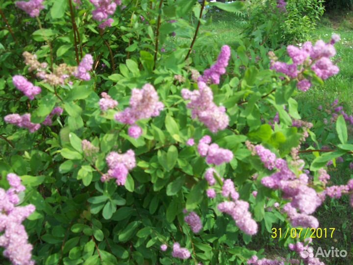 Декоративные кустарники