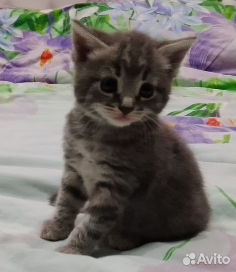 Отдам в добрые руки