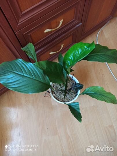 Цветок женское счастье